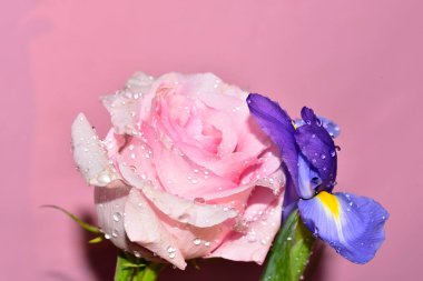 Pembe arka planda harika bir gül ve mor göz.