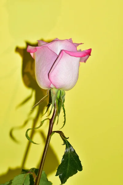 Mooi Rose Gele Achtergrond — Stockfoto