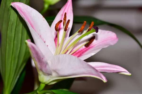 Pembe Zambak Çiçeği Kapat Manzarayı — Stok fotoğraf