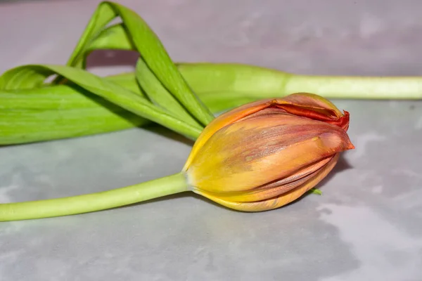 Vista Perto Pequena Tulipa Laranja — Fotografia de Stock
