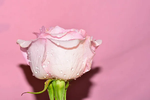 Pembe Arka Plandaki Güzel Gül Çiçeğinin Yakın Görüntüsü — Stok fotoğraf