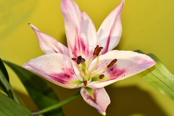 Açık Yeşil Arka Planda Güzel Bir Zambak Çiçeğinin Yakın Plan — Stok fotoğraf