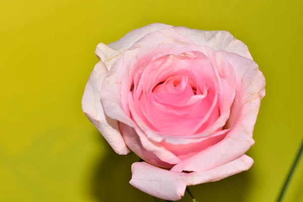 Hermosa Rosa Sobre Fondo Amarillo —  Fotos de Stock