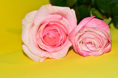 Sarı arka planda iki güzel gül