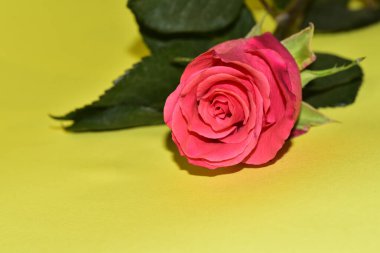 Sarı arkaplandaki güzel gül çiçeğinin yakın görüntüsü