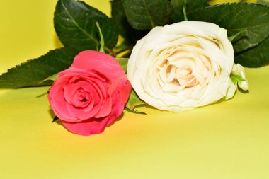 Sarı arka planda iki güzel gül