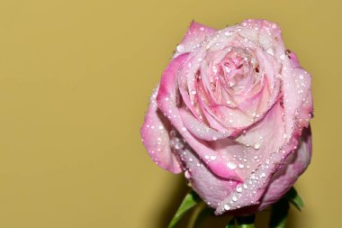 Sarı arkaplandaki güzel gül çiçeğinin yakın görüntüsü