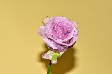 Sarı arkaplandaki güzel gül çiçeğinin yakın görüntüsü