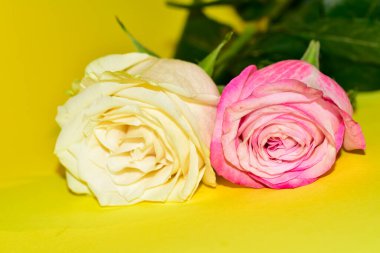 Sarı arka planda iki güzel gül