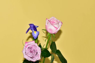 Sarı arka planda iki gül ve mor süsen çiçeği