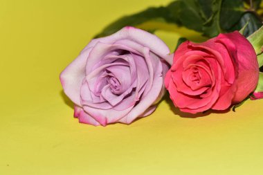 Sarı arka planda iki güzel gül