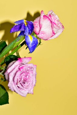 Sarı arka planda iki gül ve mor süsen çiçeği