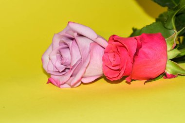 Sarı arka planda iki güzel gül