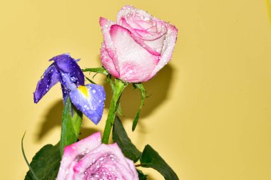 Sarı arka planda iki gül ve mor süsen çiçeği
