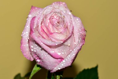 Sarı arkaplandaki güzel gül çiçeğinin yakın görüntüsü