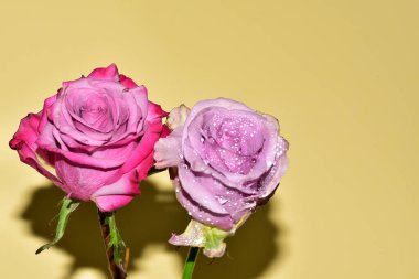 Sarı arka planda iki güzel gül