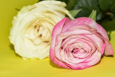 Sarı arka planda iki güzel gül