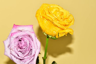 Sarı arka planda iki güzel gül