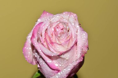 Sarı arkaplandaki güzel gül çiçeğinin yakın görüntüsü