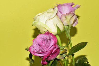 Açık yeşil arka planda güzel pembe gül çiçeklerinin yakın plan çekimi