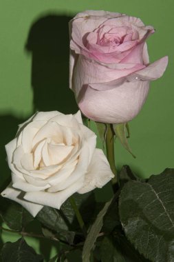 Açık yeşil arka planda güzel pembe ve kırmızı gül çiçeklerinin yakın plan çekimi.