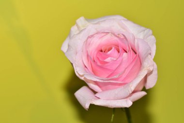 Açık yeşil arka planda güzel pembe gül çiçeğinin yakın plan çekimi