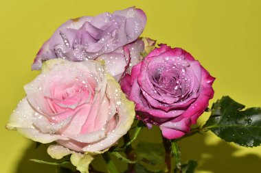 Açık yeşil arka planda güzel pembe gül çiçeklerinin yakın plan çekimi