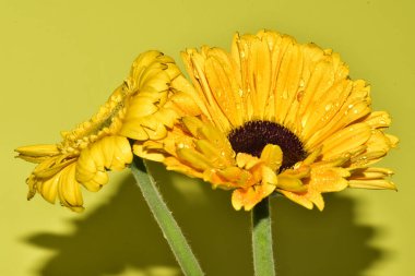 Açık yeşil arka planda güzel kasımpatı çiçeklerinin yakın plan çekimi.