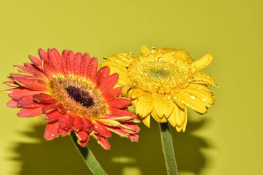 Açık yeşil arka planda güzel kasımpatı çiçeklerinin yakın plan çekimi.