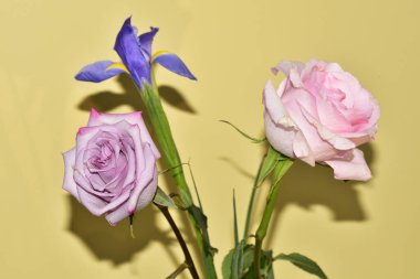 Yakın plan güzel pembe gül ve açık sarı arka planda iris çiçekleri.