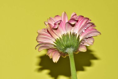 Açık yeşil arka planda güzel kasımpatı çiçeğinin yakın plan çekimi