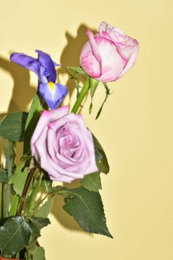 Yakın plan güzel pembe gül ve açık sarı arka planda iris çiçekleri.