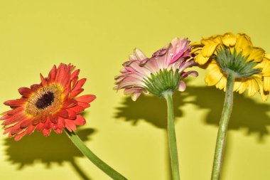 Açık yeşil arka planda güzel renkli Gerbera çiçeklerinin yakın plan çekimi.