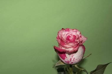 Açık yeşil arka planda güzel pembe benekli gül çiçeğinin yakın plan çekimi.