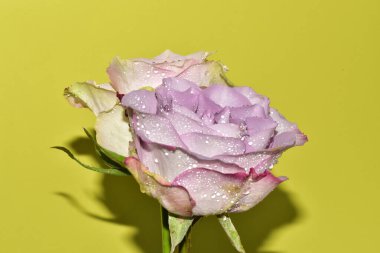 Açık yeşil arka planda güzel pembe gül çiçeklerinin yakın plan çekimi