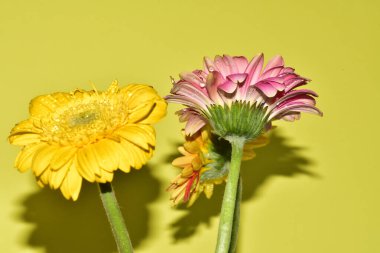 Açık yeşil arka planda güzel renkli Gerbera çiçeklerinin yakın plan çekimi.