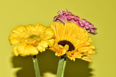 Açık yeşil arka planda güzel kasımpatı çiçeklerinin yakın plan çekimi.