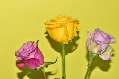 Açık yeşil arka planda güzel pembe gül çiçeklerinin yakın plan çekimi