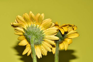 Açık yeşil arka planda güzel kasımpatı çiçeklerinin yakın plan çekimi.