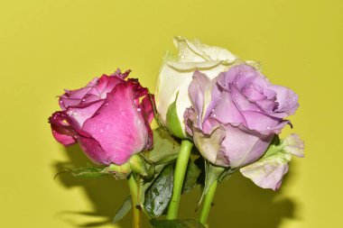 Açık yeşil arka planda güzel pembe gül çiçeklerinin yakın plan çekimi