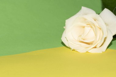 Açık yeşil ve sarı arkaplanda güzel bir gül çiçeğinin yakın plan çekimi