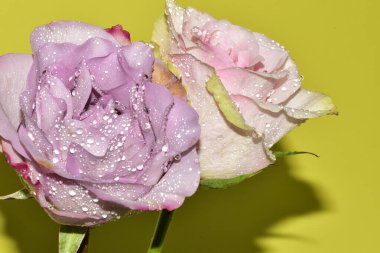 Açık yeşil arka planda güzel pembe gül çiçeklerinin yakın plan çekimi