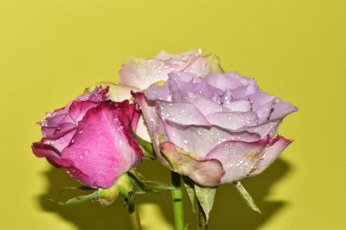 Açık yeşil arka planda güzel pembe gül çiçeklerinin yakın plan çekimi