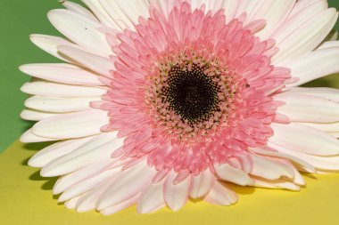 Açık yeşil ve sarı arkaplanda güzel Gerbera çiçeğinin yakın plan çekimi