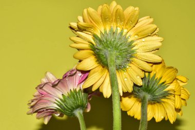 Açık yeşil arka planda güzel renkli Gerbera çiçeklerinin yakın plan çekimi.