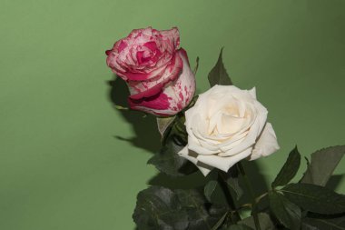 Açık yeşil arka planda güzel pembe ve kırmızı gül çiçeklerinin yakın plan çekimi.