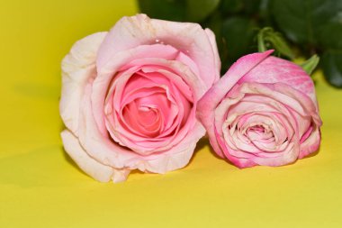 Açık yeşil arka planda güzel pembe gül çiçeklerinin yakın plan çekimi