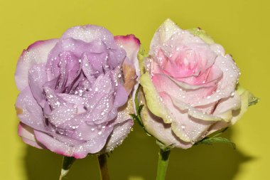 Açık yeşil arka planda güzel pembe gül çiçeklerinin yakın plan çekimi