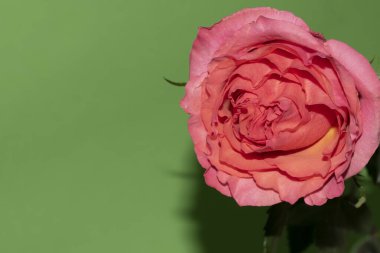 Açık yeşil arka planda güzel pembe gül çiçeğinin yakın plan çekimi