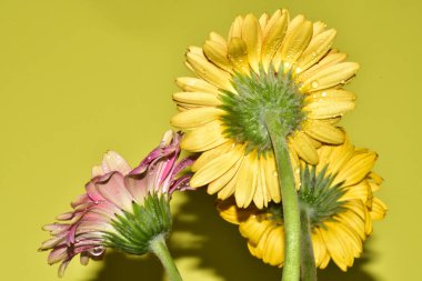 Açık yeşil arka planda güzel renkli Gerbera çiçeklerinin yakın plan çekimi.